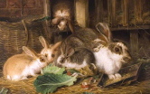 5 królików