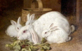 4 białe króliki
